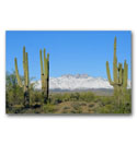 Photo of saguaro cacti and rare snow on the Four Peaks mountain range just to the northeast of the Phoenix Arizona metropolitan area